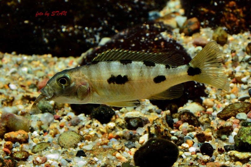 Exochochromis anagenys